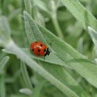 Ein kleiner Gartenfreund