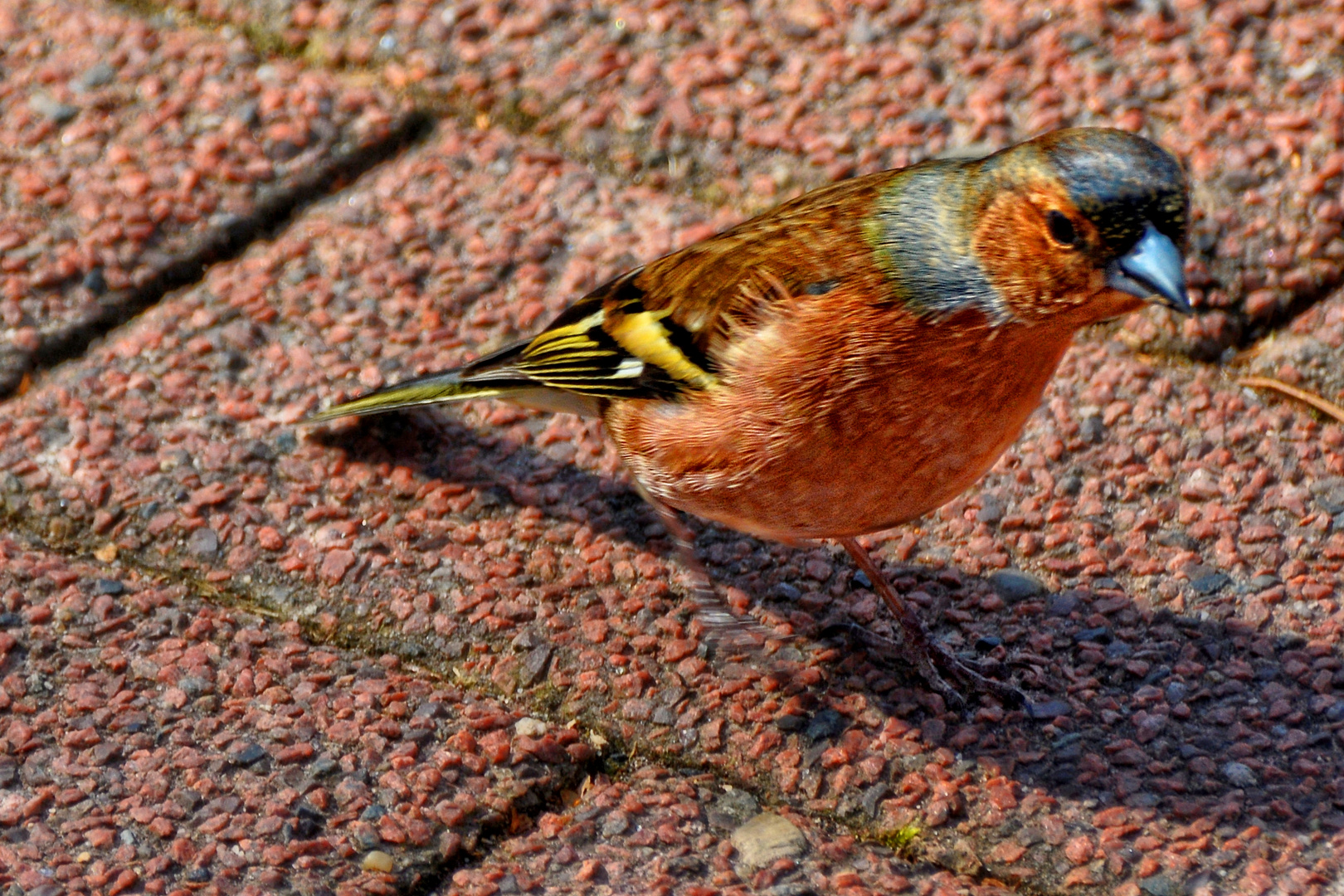 Ein kleiner Gast im Park