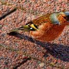 Ein kleiner Gast im Park