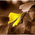 Ein kleiner Ginkgo-Baum im Regen