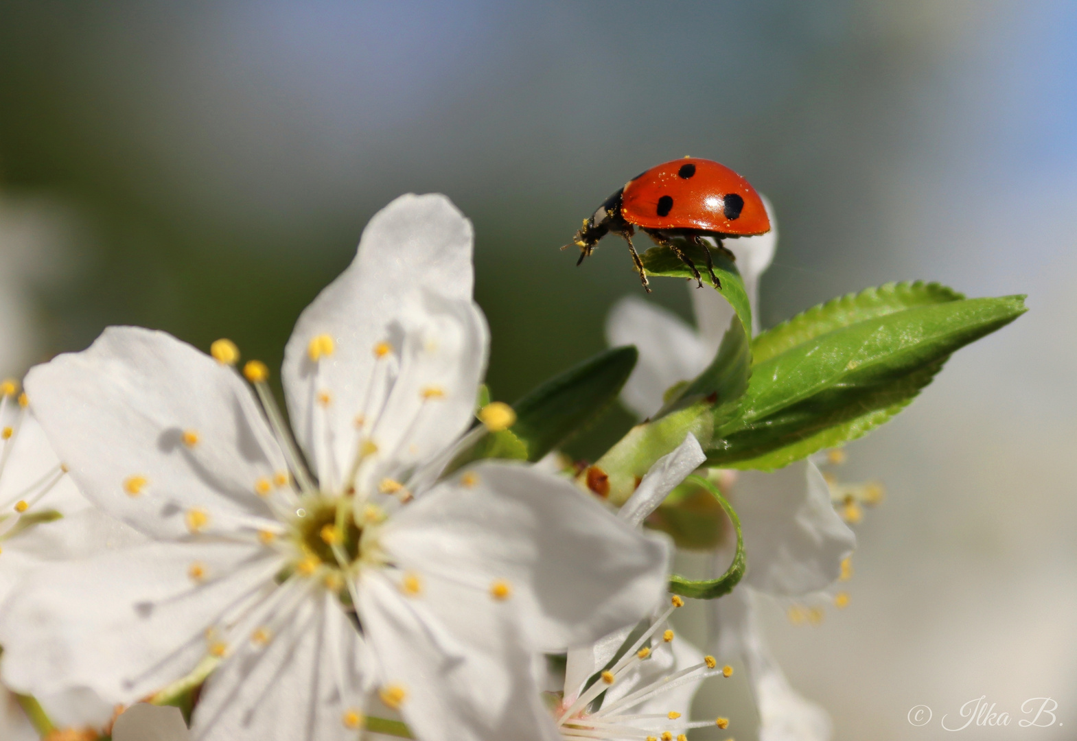 Ein kleiner Glücksbringer genießt die Frühlingssonne 