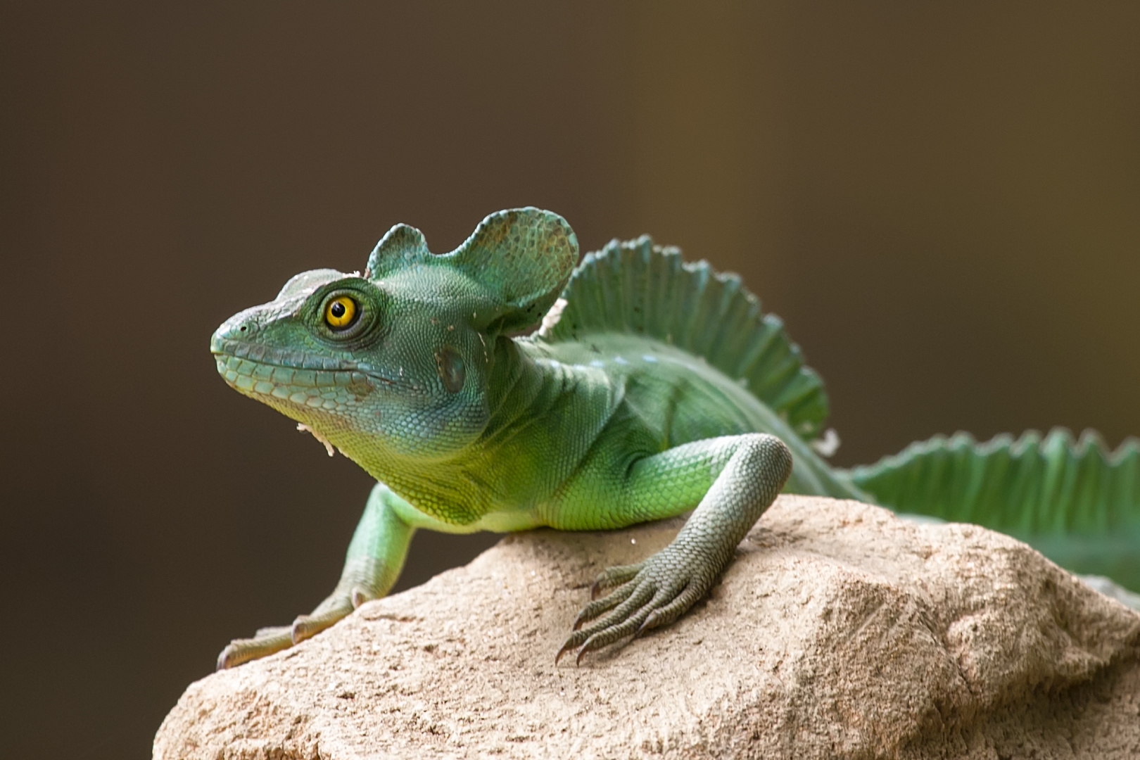 Ein kleiner grümer Drache