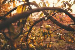 Ein kleiner grüner Apfel…