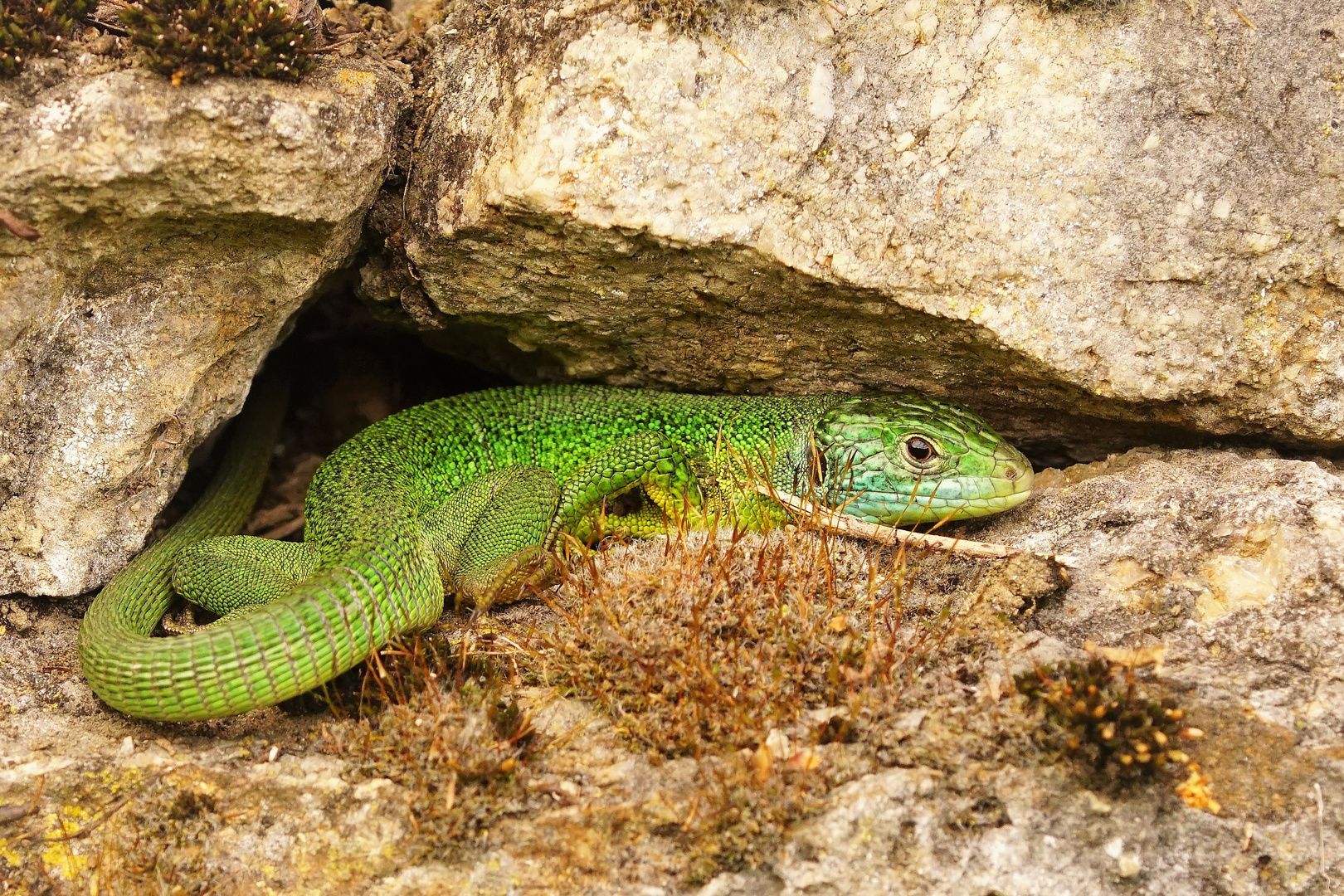 ....Ein kleiner Grüner Drache.....