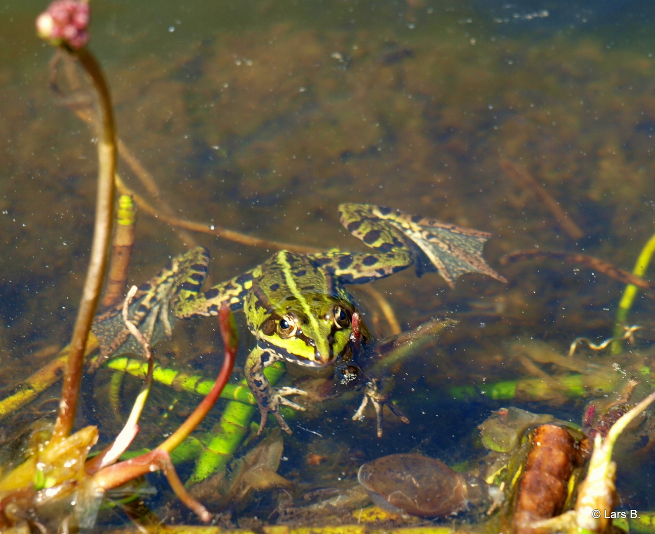 Ein kleiner, grüner Frosch in seinem schönen Lebensraum. Foto & Bild