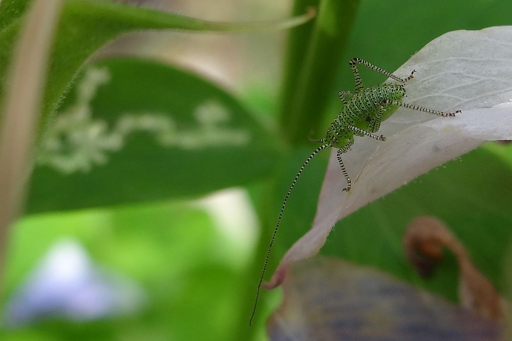 Ein kleiner grüner Hopper