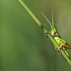 Ein kleiner grüner Hüpfer