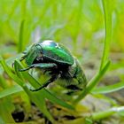 Ein kleiner grüner Käfer