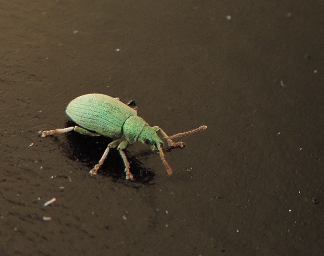 ein kleiner grüner Käfer....... Foto & Bild tiere, tierdetails, natur