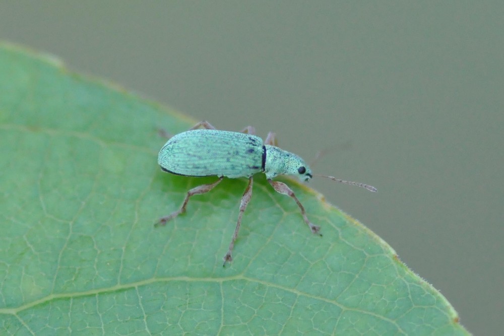 ein kleiner grüner Käfer...........................Phyllobius ...