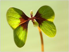 Ein kleiner grüner Schmetterling...
