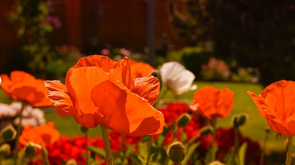 Ein kleiner Gruß aus dem Garten...