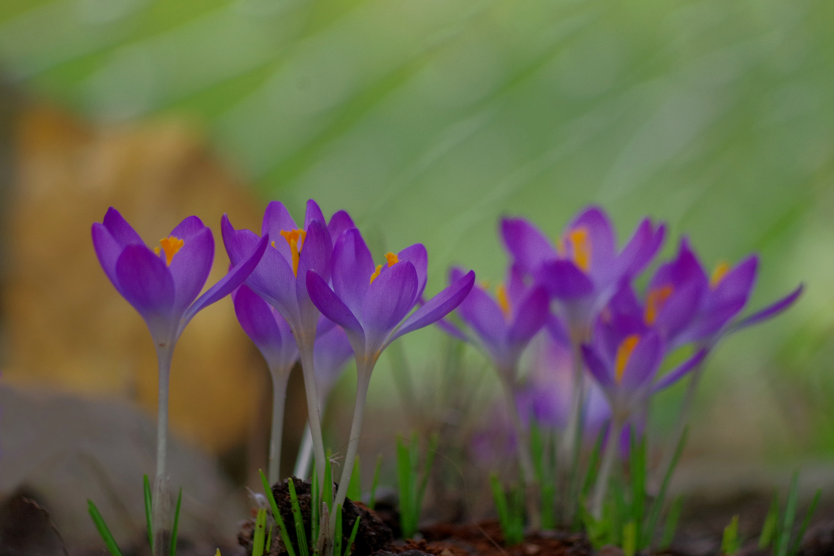 Ein kleiner Gruß aus meinem Garten