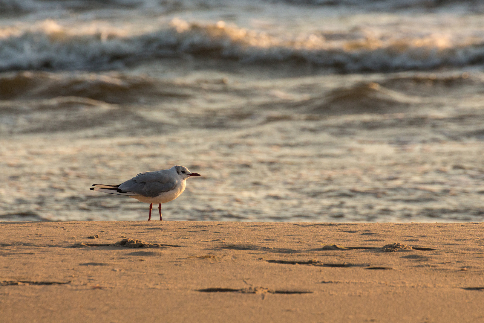 Ein kleiner Gruß aus Usedom...