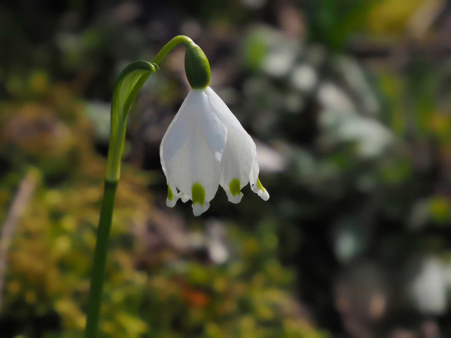 Ein kleiner Gruß vom Frühling