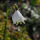 Ein kleiner Gruß vom Frühling