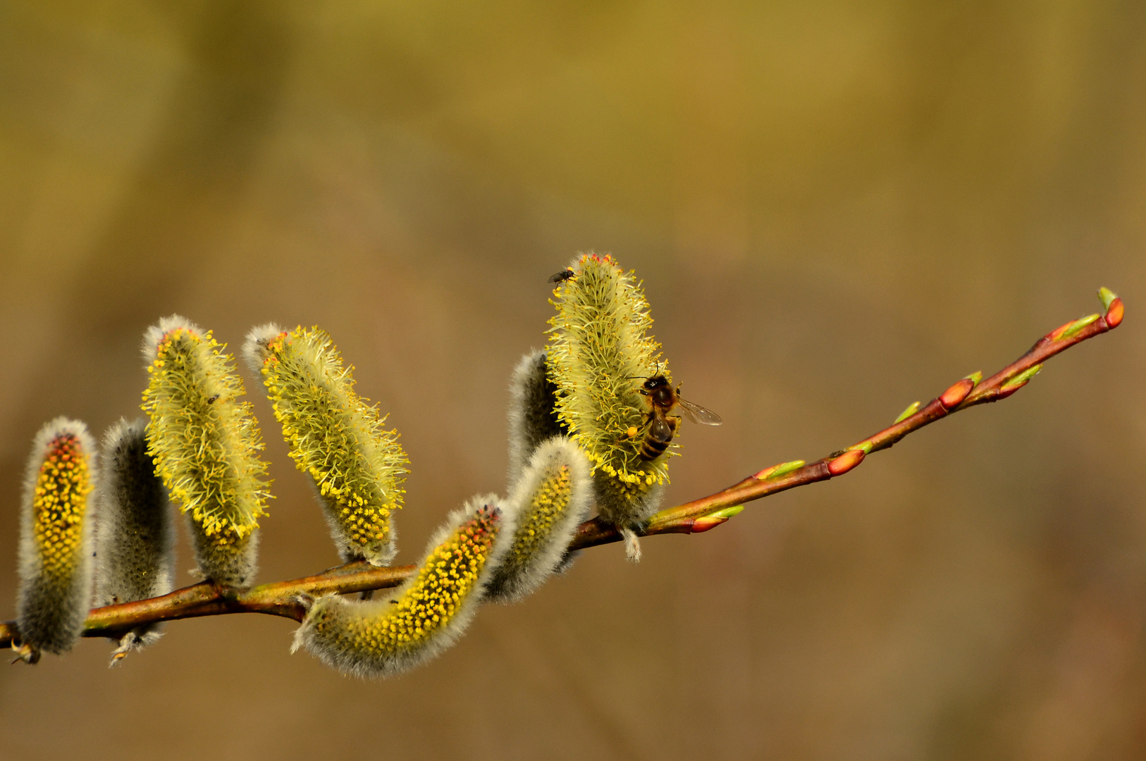 Ein kleiner Gruß vom Frühling!