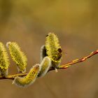 Ein kleiner Gruß vom Frühling!