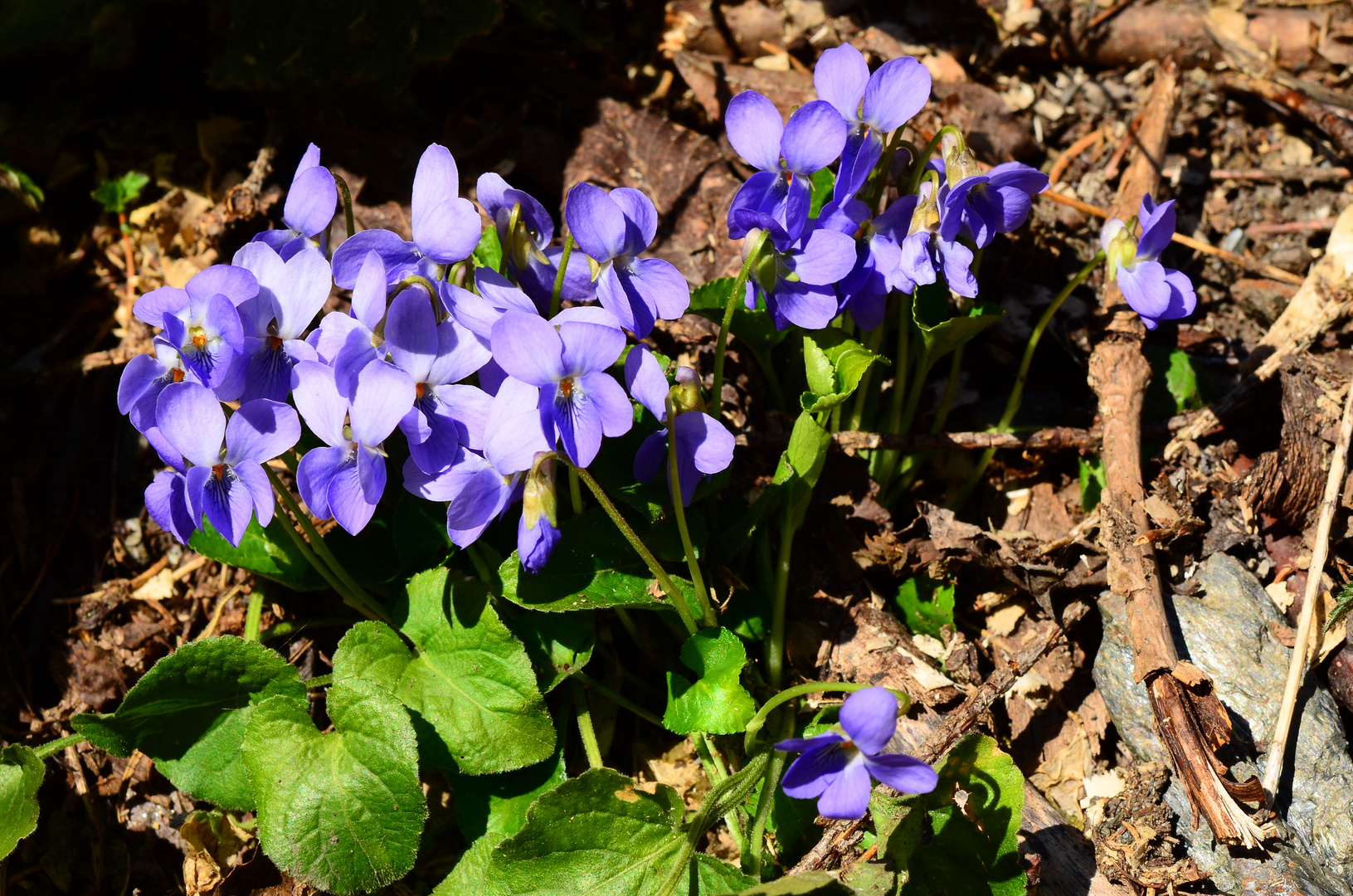 Ein kleiner Gruß vom Frühling - Veilchen