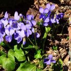 Ein kleiner Gruß vom Frühling - Veilchen