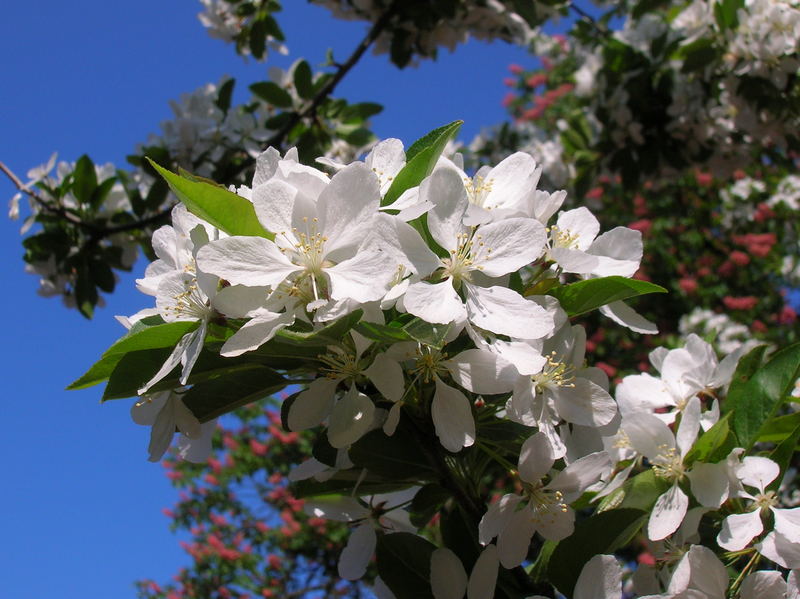 Ein kleiner Gruß vom letzten Frühling!