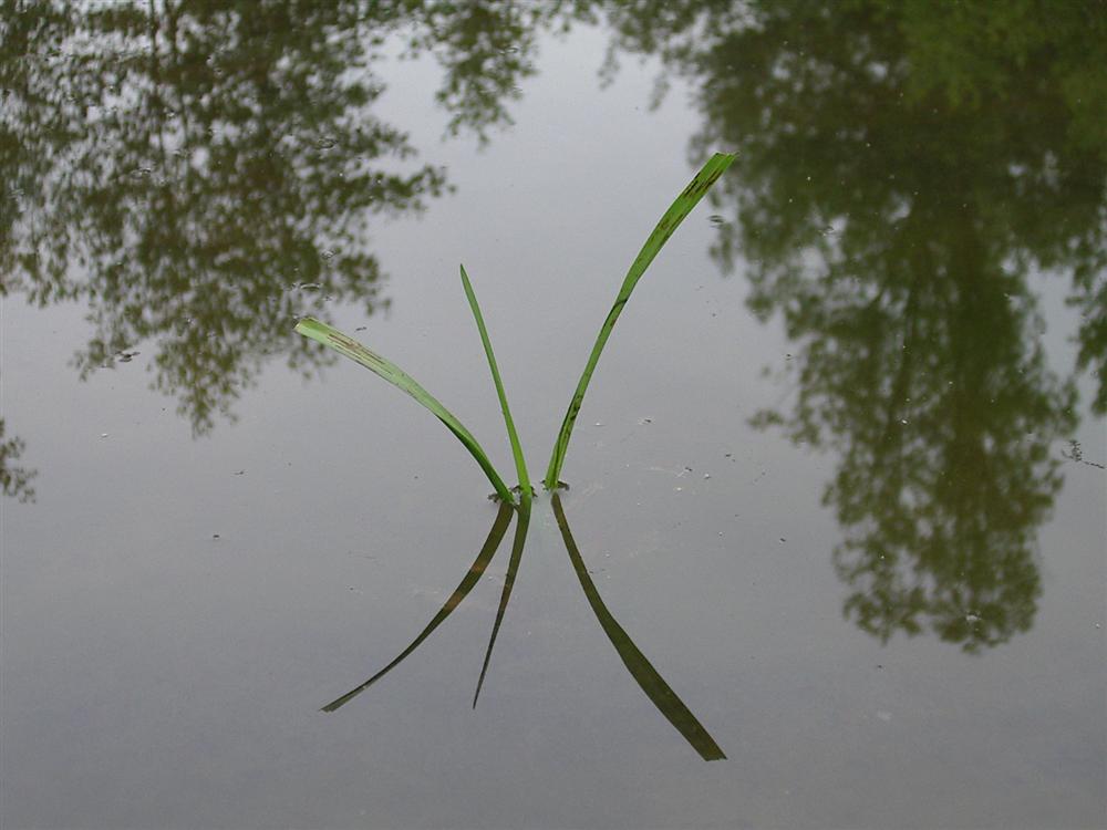 Ein kleiner Halm