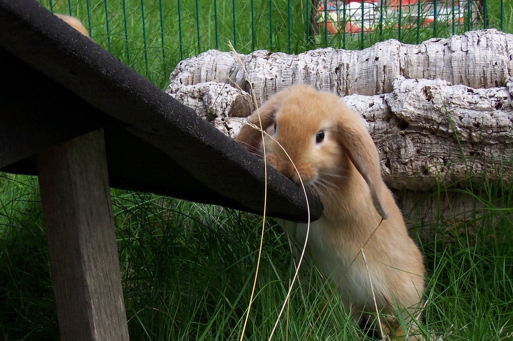 Ein kleiner Hase will hoch hinaus