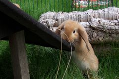 Ein kleiner Hase will hoch hinaus