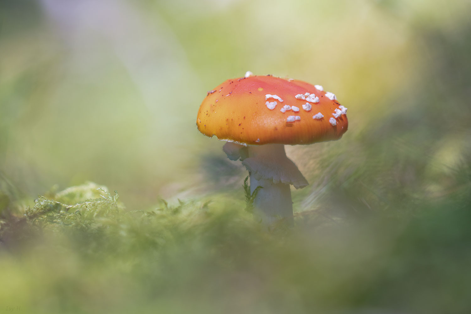 ein kleiner Herbstbote