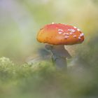 ein kleiner Herbstbote