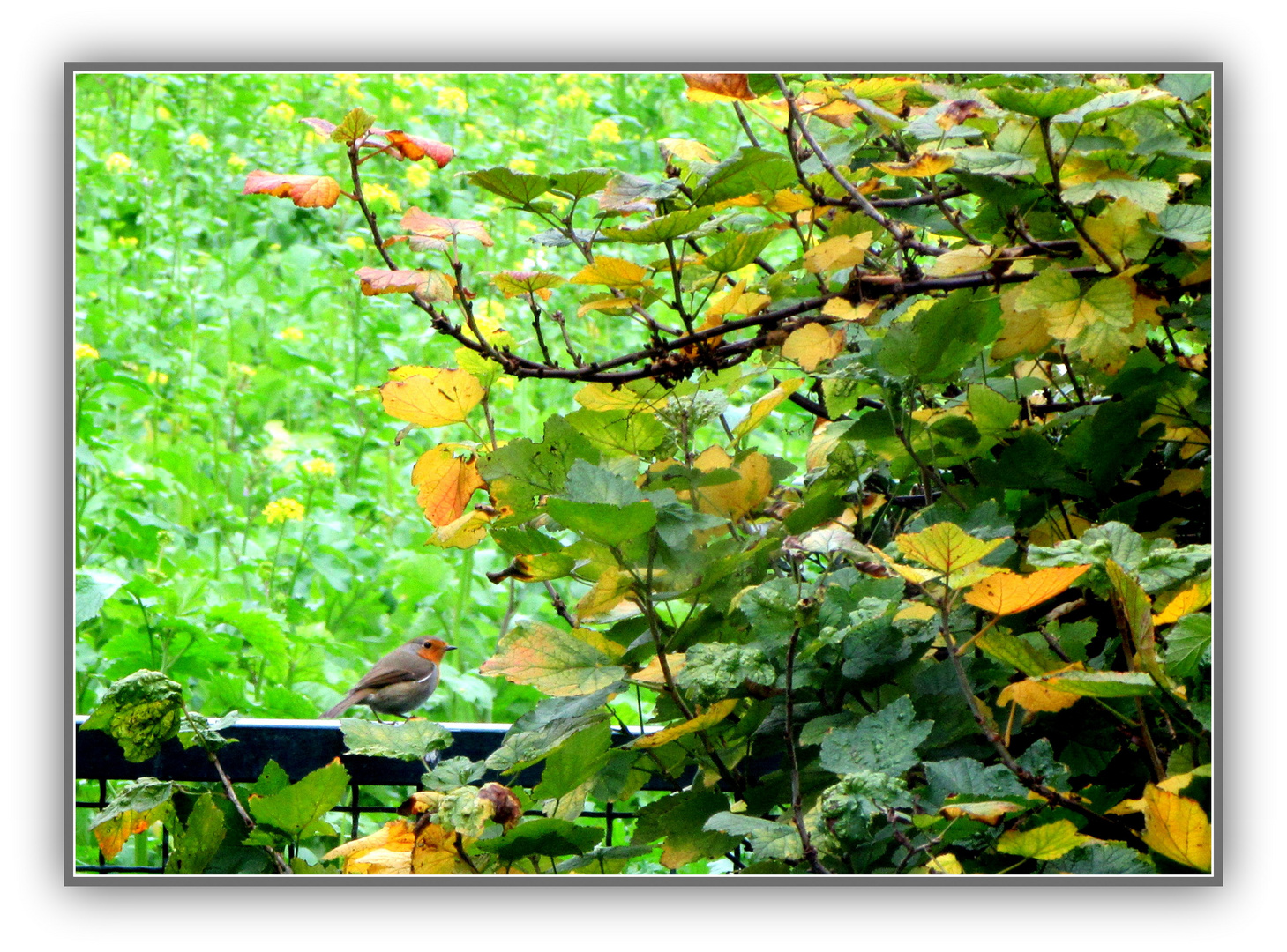 Ein kleiner Herbstgruß aus dem Garten