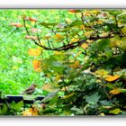 Ein kleiner Herbstgruß aus dem Garten