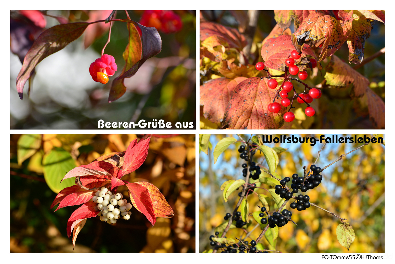 Ein kleiner herbstlicher Gruß an alle Besucherinnen und Besucher dieser Seite