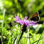 ein Kleiner Heufalter ist der Besucher