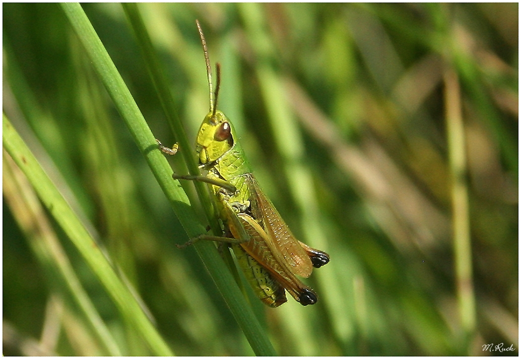 Ein kleiner Heuschreck im tiefen Gras ,