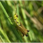 Ein kleiner Heuschreck im tiefen Gras ,