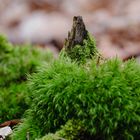 Ein kleiner "Holz-Vulkan"