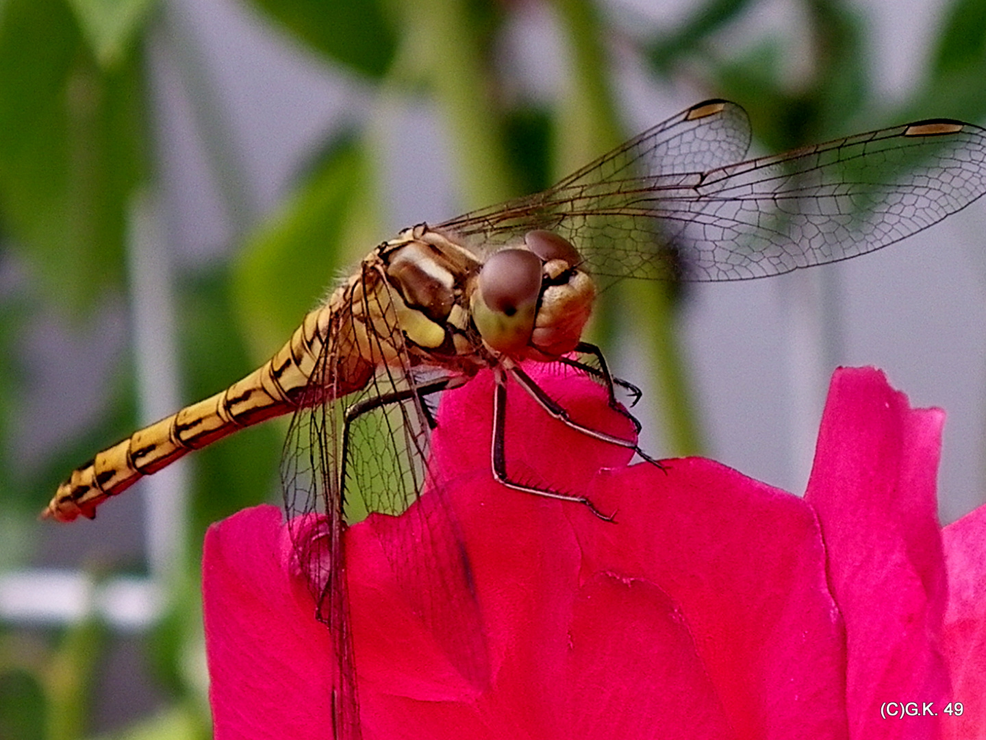 Ein kleiner Hubschrauber ist auf der Rose gelandet !