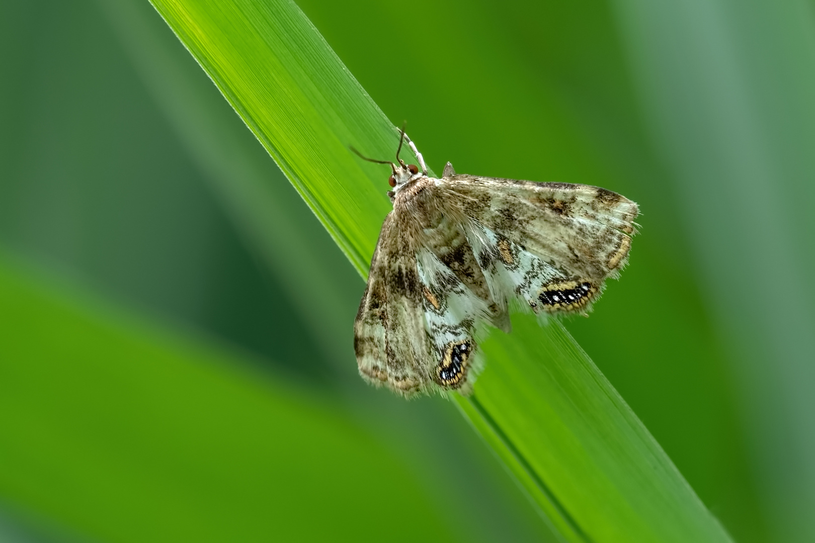 Ein kleiner Hübscher - Wasserlinsenzünsler