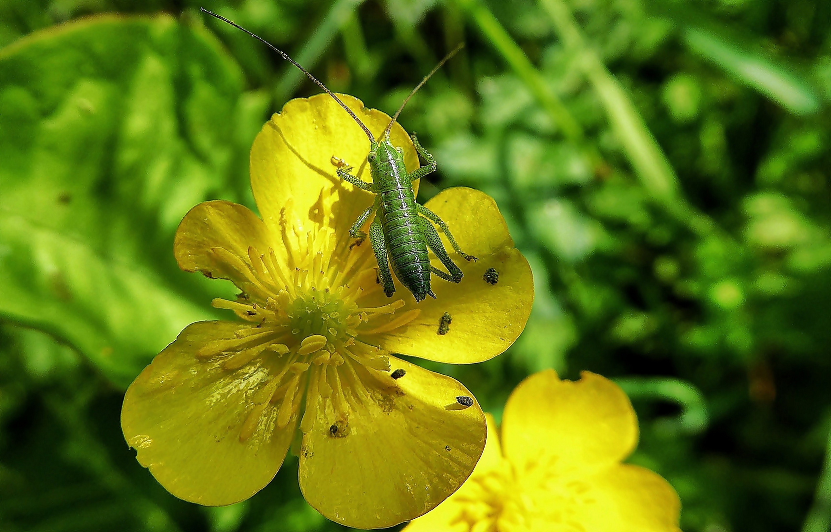 Ein kleiner Hüpfer auf der Butterblume