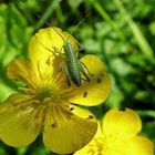 Ein kleiner Hüpfer auf der Butterblume