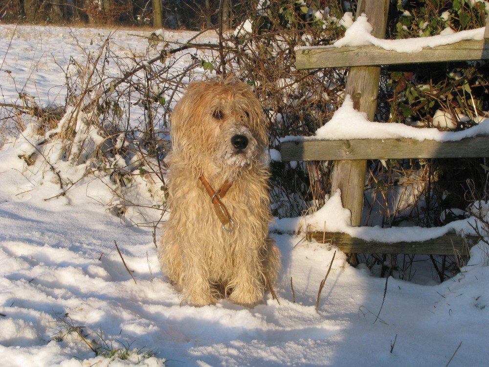 Ein kleiner Hund...