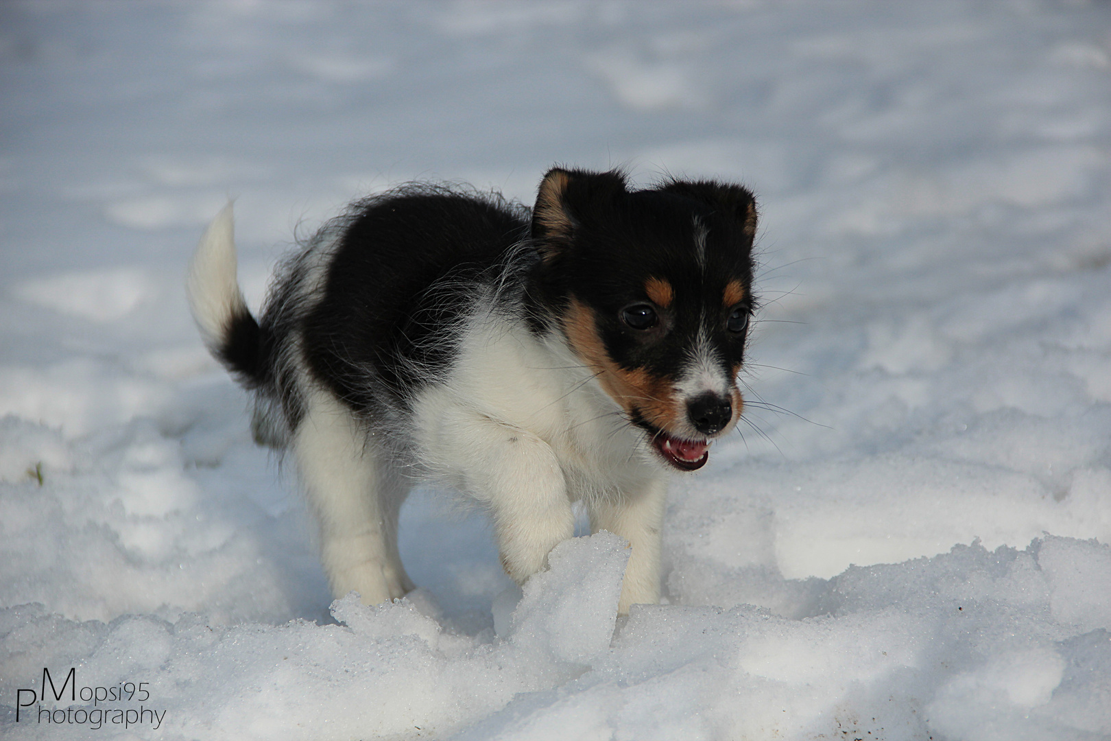 "Ein kleiner Hund -...