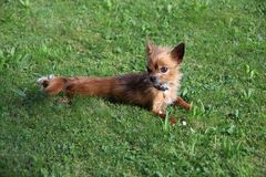 ein kleiner Hund beim relaxen