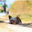 Ein kleiner Hund passt in einen kleinen Schatten….