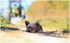 Ein kleiner Hund passt in einen kleinen Schatten….