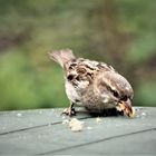 Ein kleiner hungriger Spatz