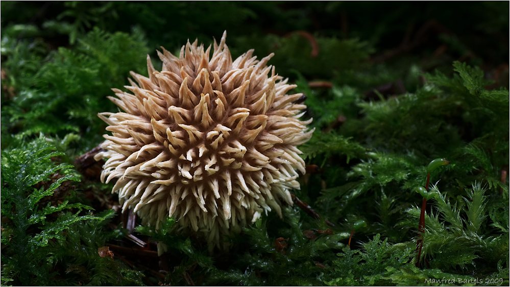 Ein kleiner Igel...