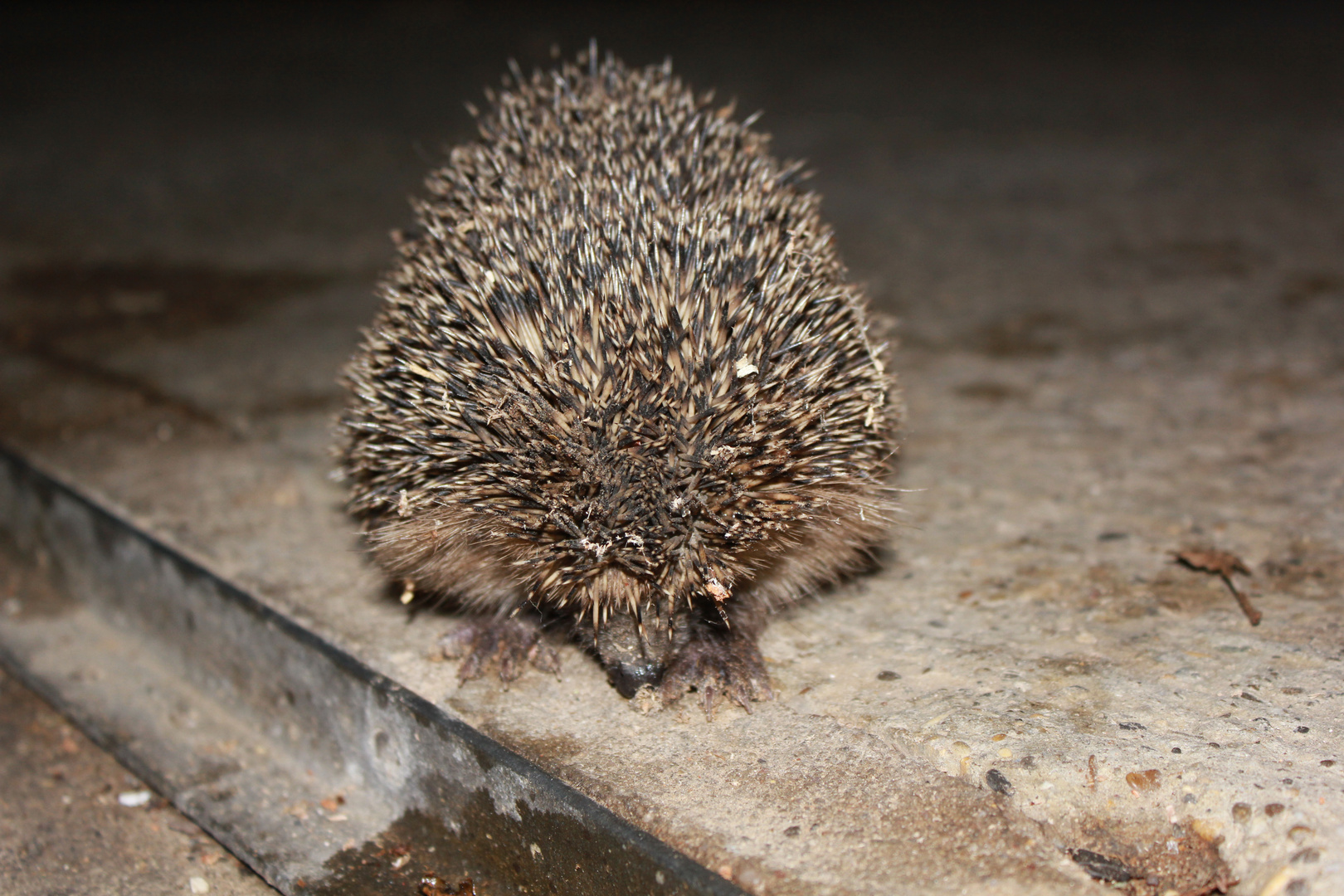 Ein kleiner Igel....