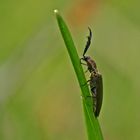 Ein Kleiner Käfer